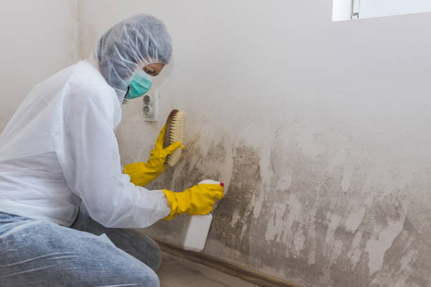 Best Mold Damage Repair  in Greenup, KY