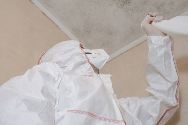Best Best Mold Removal Companies  in Greenup, KY