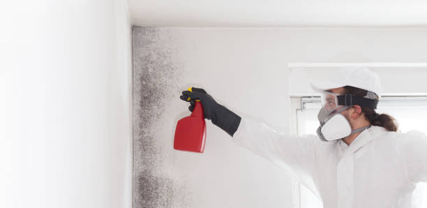 Best Attic Mold Removal  in Greenup, KY