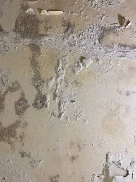 Best Mold Removal Specialists  in Greenup, KY