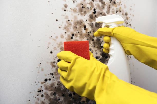 Best Local Mold Removal Service  in Greenup, KY