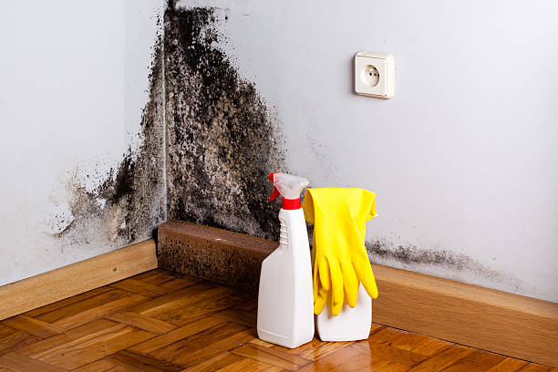 Best Home Mold Removal  in Greenup, KY