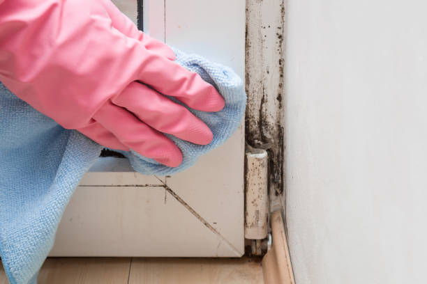 Best Certified Mold Removal  in Greenup, KY