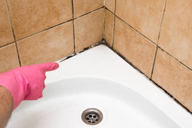 Best Office Mold Removal Services  in Greenup, KY